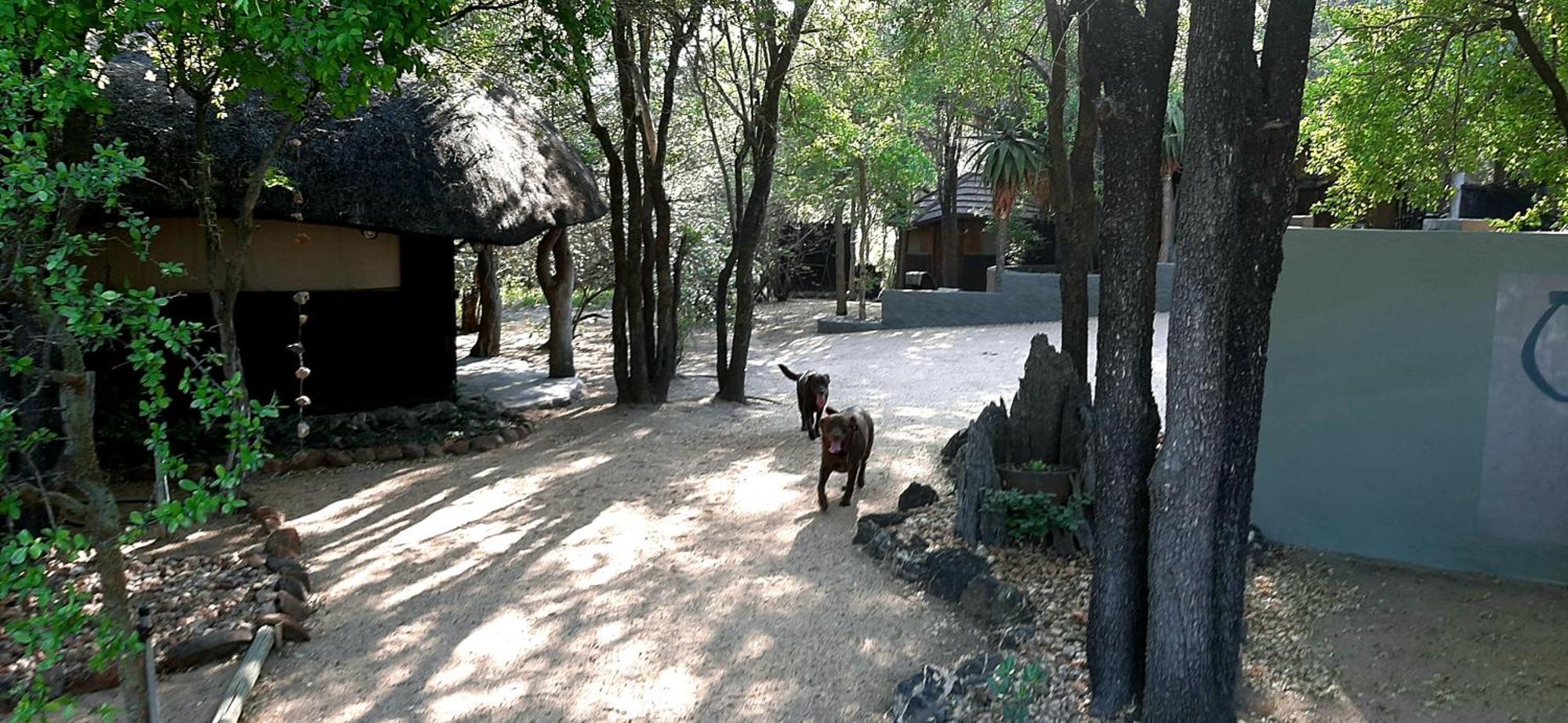 Off Beat Safaris Bush Lodge Hoedspruit Eksteriør billede